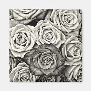 Black and White Roses Magnet
