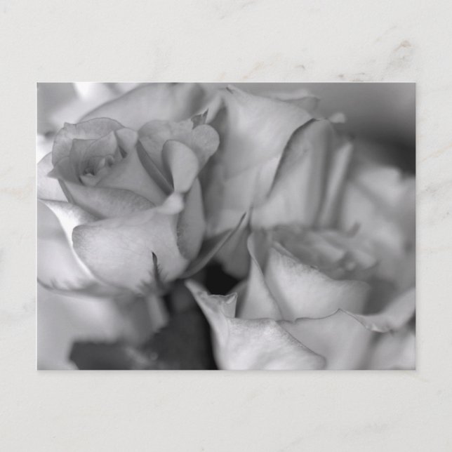 Black and White Roses Postcard (Front)