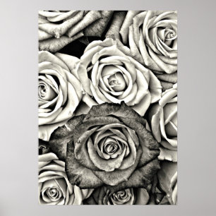 Black and White Roses Poster