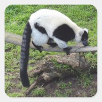 Black-and-white Ruffed Lemur #2-2 Stickers
