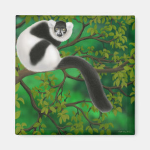 Black and White Ruffed Lemur Magnet