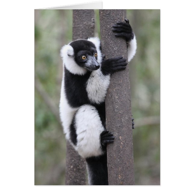 Black and White Ruffed Lemur on Tree (Front)