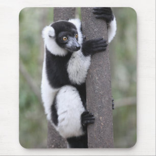 Black and White Ruffed Lemur on Tree Mouse Pad