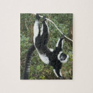 Black and White Ruffed Lemur, (Varecia Jigsaw Puzzle