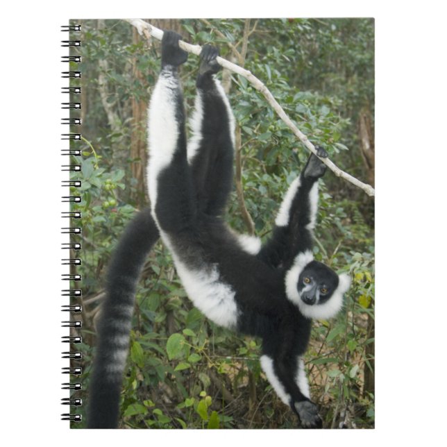 Black and White Ruffed Lemur, (Varecia Notebook (Front)