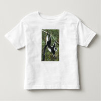 Black and White Ruffed Lemur, (Varecia