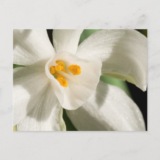 Black And White Save The Date Postcards (Front)