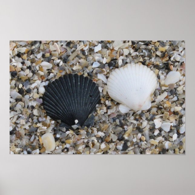 Black and white sea shells poster (Front)