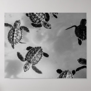 Black and White Sea Turtle Tropical Printable Art Poster