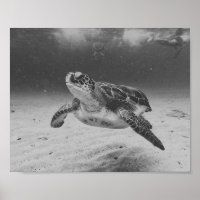 Black and White Sea Turtle Tropical Printable Art