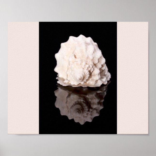 Black and White Seashell Tropical Printable Art  Poster (Front)