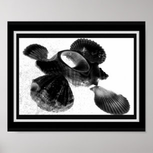 Black and White Seashell Tropical Printable Art  Poster