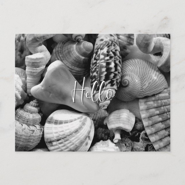 Black and White Seashells Blank Postcard (Front)