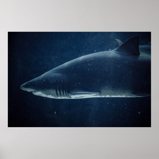 BLACK AND WHITE SHARK UNDERWATER POSTER (Front)