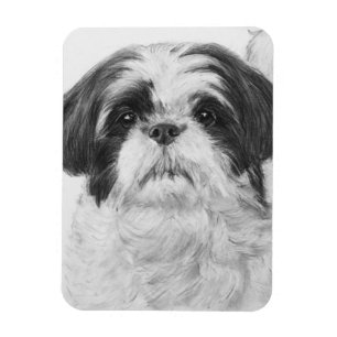 Black and White Shih Tzu Art Magnet