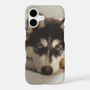 Black and white siberian husky