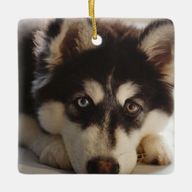 Black and white siberian husky ceramic ornament (Front)