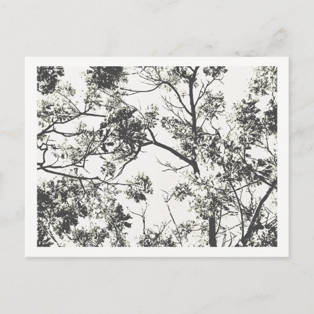 Black and White Silhouette of Tree Postcard (Front)