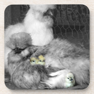 Black and White Silkie Chickens with yellow Chicks Coaster