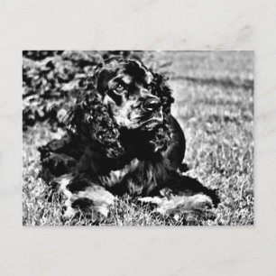 Black and White Sketch of a Cocker Spaniel Postcard