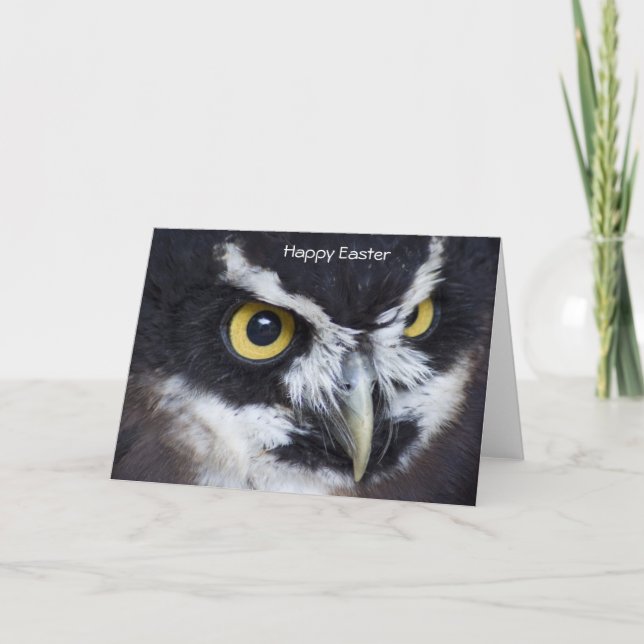 Black and White Specacled Owl Easter Holiday Card (Front)