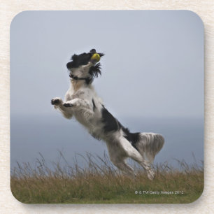 black and white Springer Spaniel playing with Coaster
