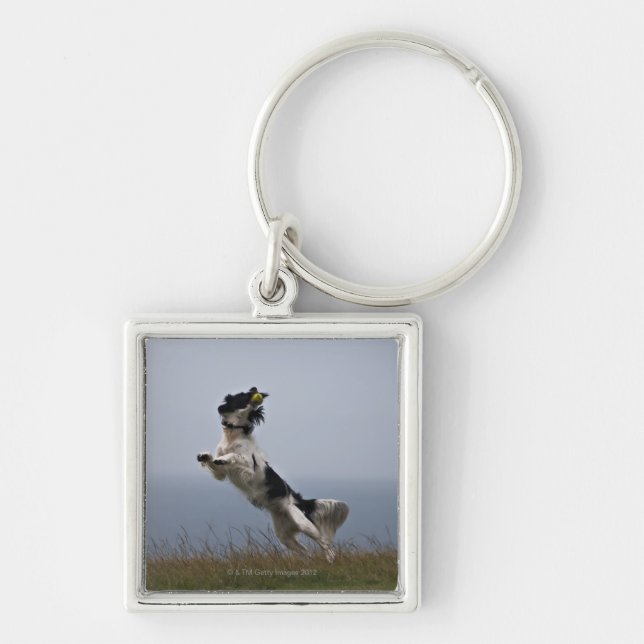 black and white Springer Spaniel playing with Key Ring (Front)