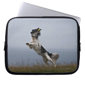 black and white Springer Spaniel playing with Laptop Sleeve