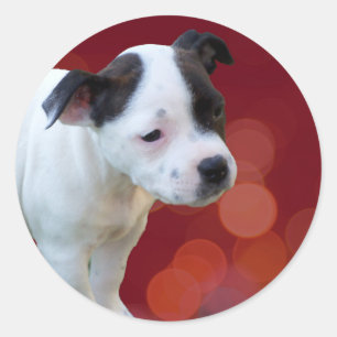 Black And White staffordshire Bull Terrier Puppy, Classic Round Sticker