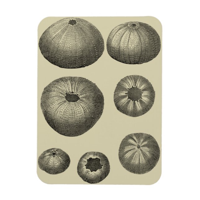 Black and White Starfish Magnet (Vertical)