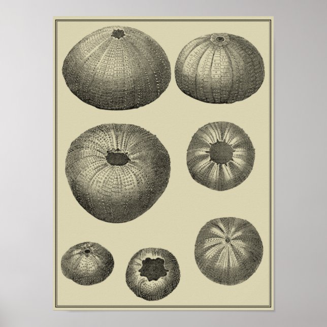 Black and White Starfish Poster (Front)