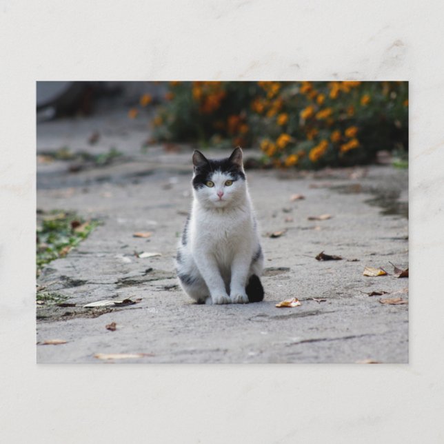 black and white stray cute cat postcrossing postcard (Front)