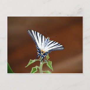 Black and White Striped Fantail Butterfly Postcard