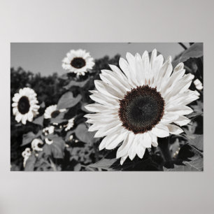 Black and White Sunflower Poster