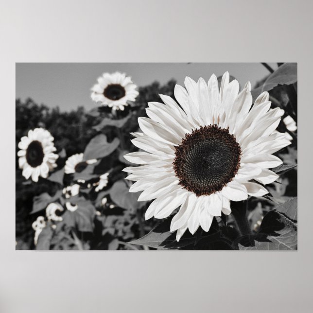 Black and White Sunflower Poster (Front)