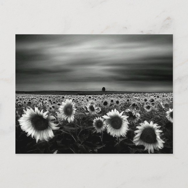 Black and White Sunflowers Postcard (Front)