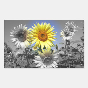 Black and White Sunflowers with One Yellow Rectangular Sticker