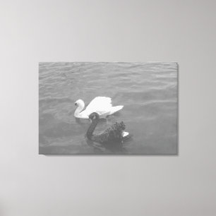 Black and White Swan Couple on a Lake Canvas Print