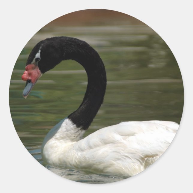 Black and White Swan Sticker (Front)