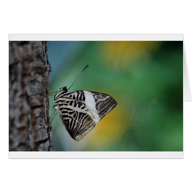 Black and White Tiger Butterfly (Front Horizontal)