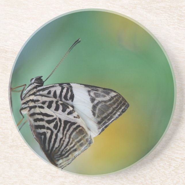 Black and White Tiger Butterfly Coaster (Front)