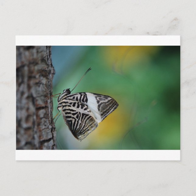 Black and White Tiger Butterfly Postcard (Front)