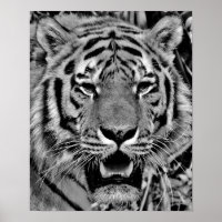 Black and White Tiger Face