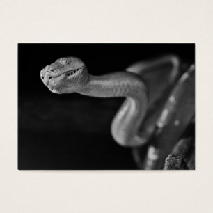 Black and White Tree Boa