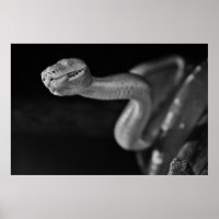 Black and White Tree Boa