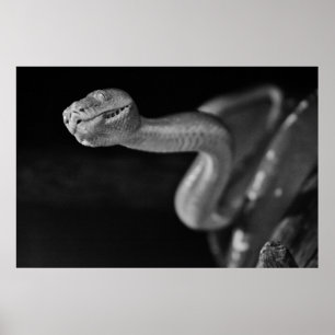 Black and White Tree Boa Poster