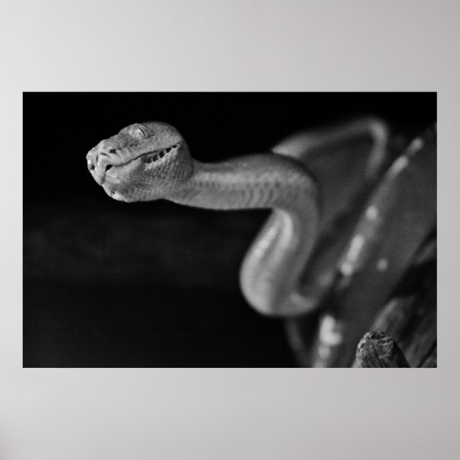 Black and White Tree Boa Poster (Front)