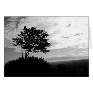 Black and White Tree Silhouette