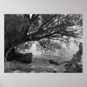 Black and White Tree Silhouette Poster