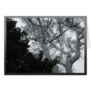 Black and white tree tops